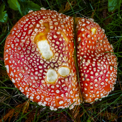 The Long and Beautiful History of Alice