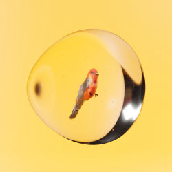 #26 CRYPTOSTONE –  SCARLET TANAGER