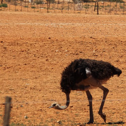 Ostrich on the move #2