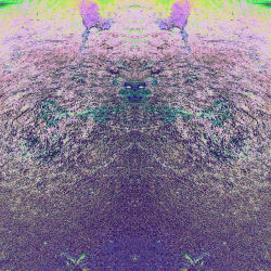 Ducks, sucks, fucks.