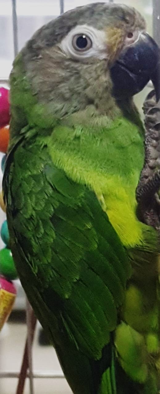 JOLLY THE PARROT