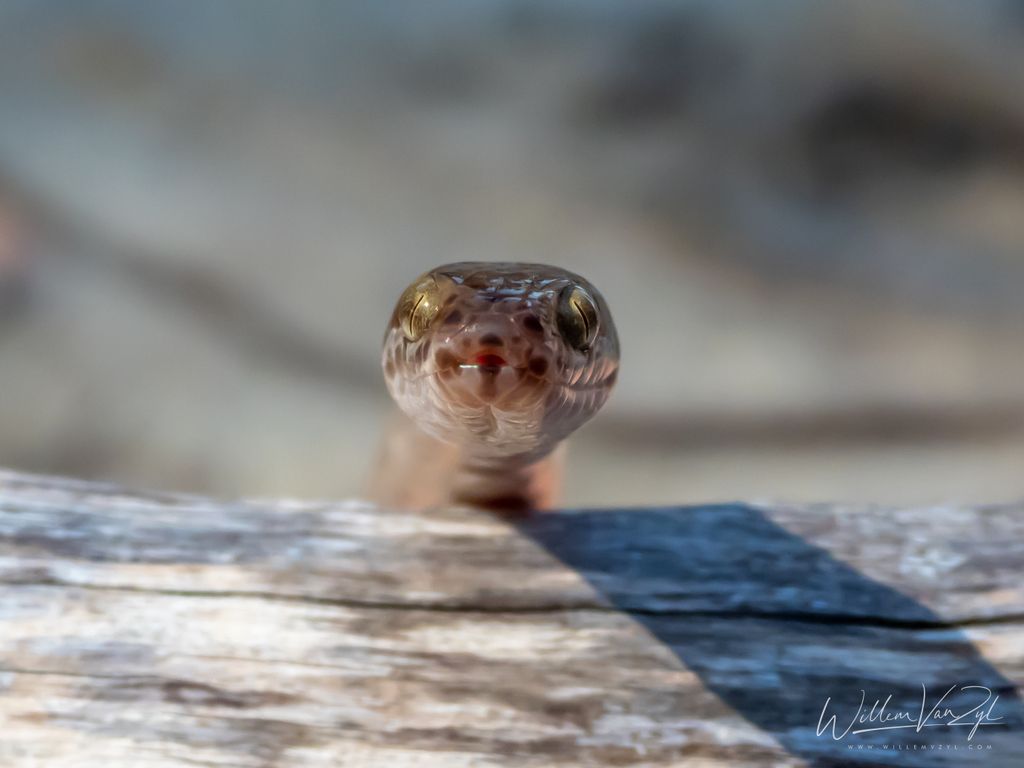 Brown House Snake (Boaedon capensis)