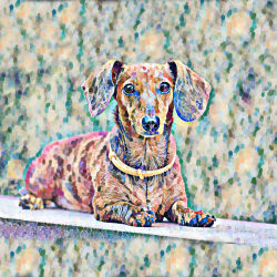 Dachshund named Buddy