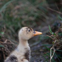 Curious duckling