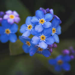 Forget Me Nots II