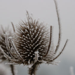 Frosty Thistle