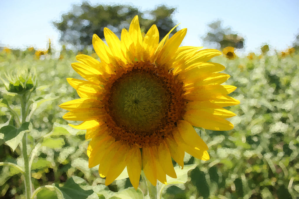 Sunflower