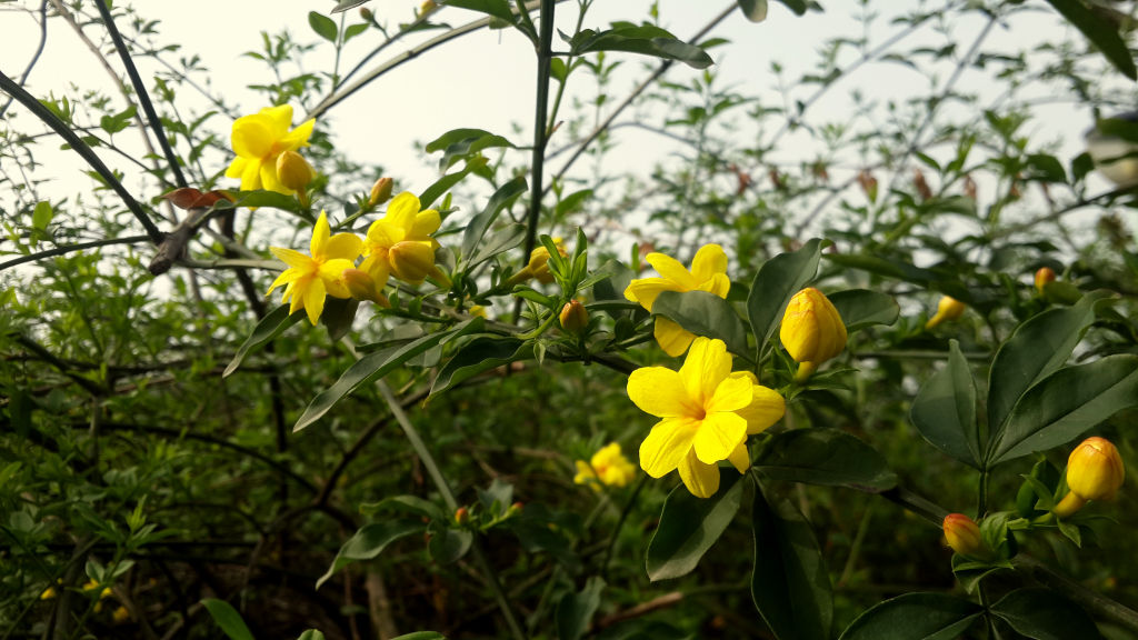 Gift your loved ones a flower NFT