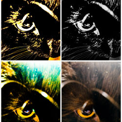 DigiKitties 7 - Warhol Kitty