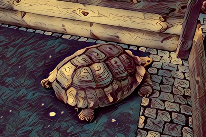 Teenage Mutant Ninja Turtle