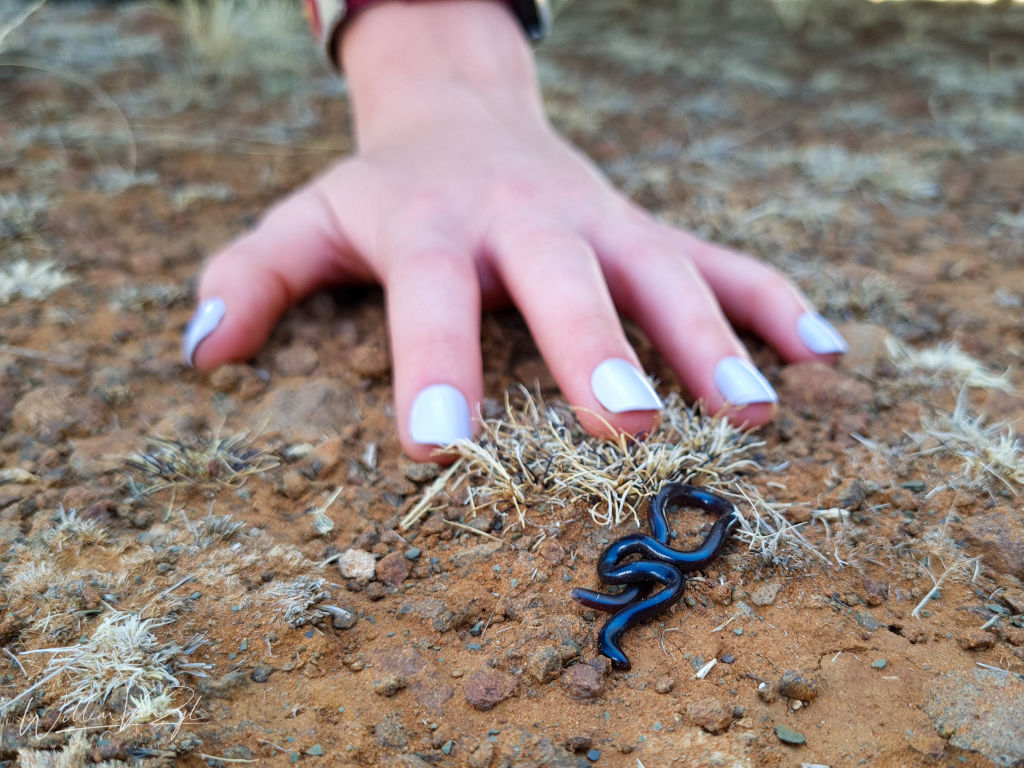 Flowerpot Snake (R. braminus)