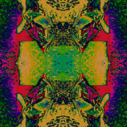 The Frog Insect Monster (NFS)