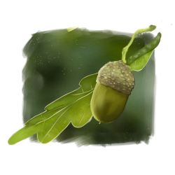 OAK ACORN