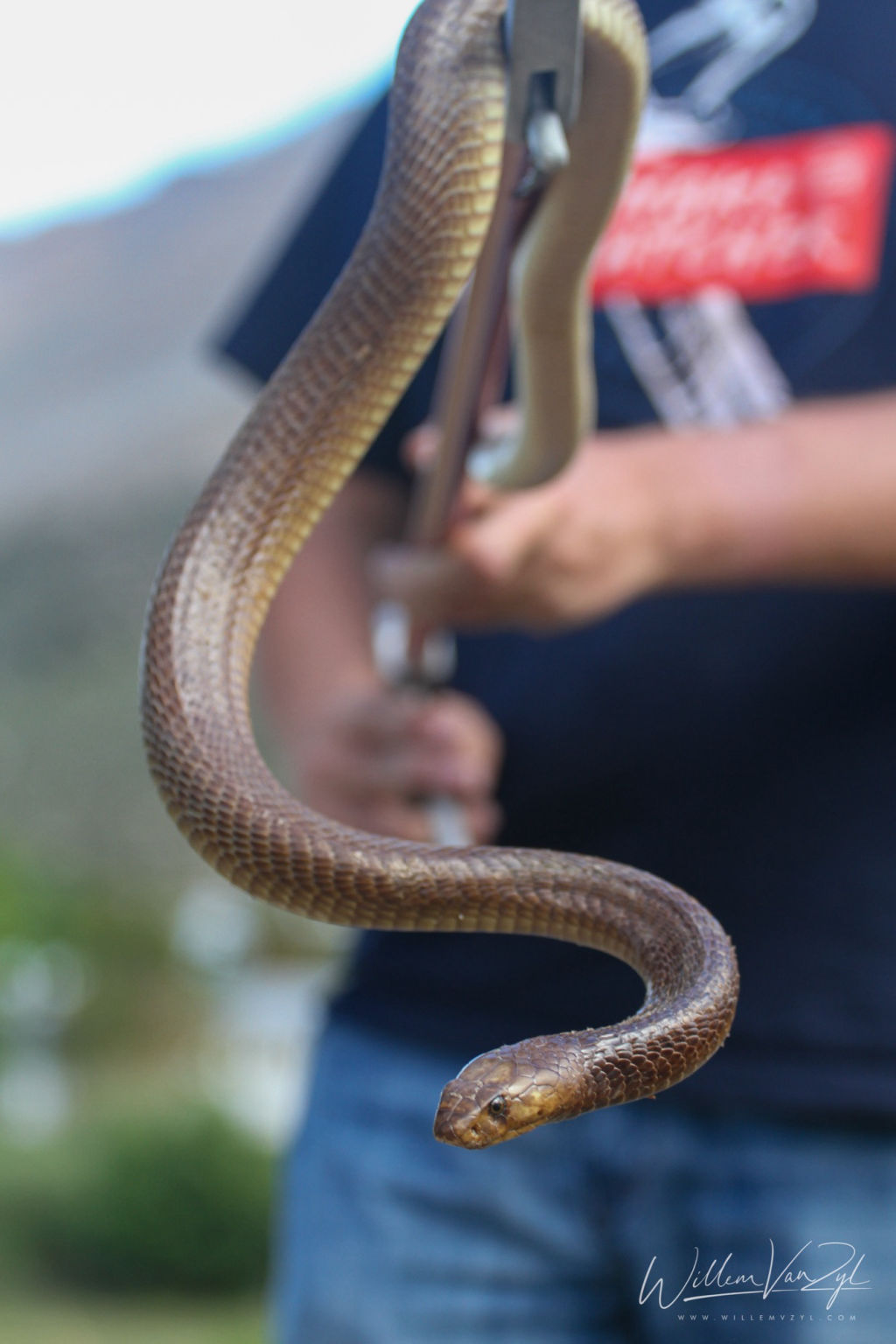 Cape Cobra (Naja nivea)