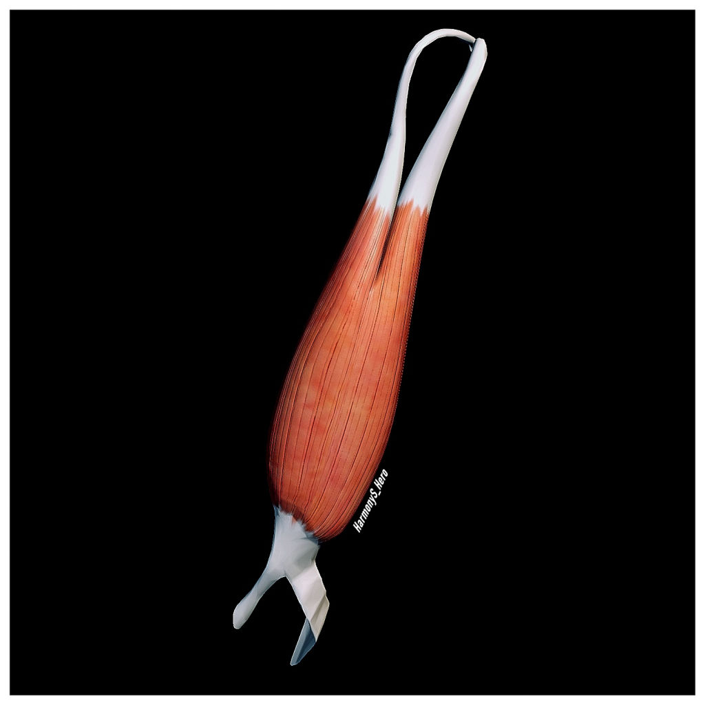 musculus biceps brachii