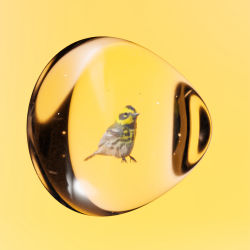 #29 CRYPTOSTONE – WESTERN TANAGER