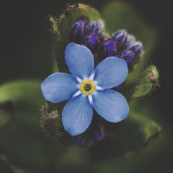Forget Me Nots III