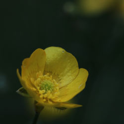 A buttercup