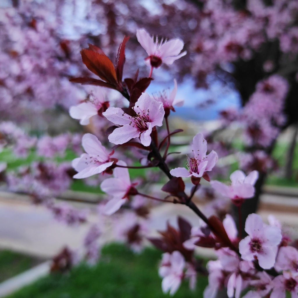 Memories of Early Spring