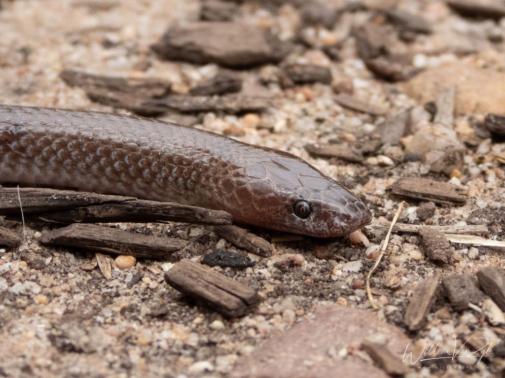 Wolf Snake (Lycophidion capensis)