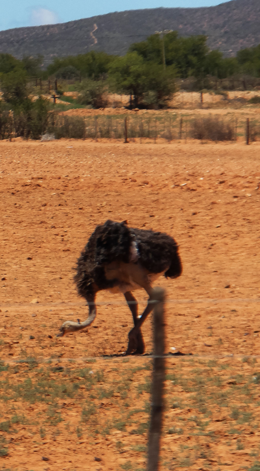Ostrich on the move #4