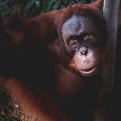 Urangutan