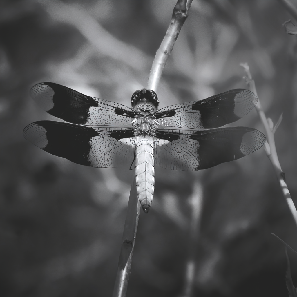 Common Whitetail Dragonfly in Monochrome