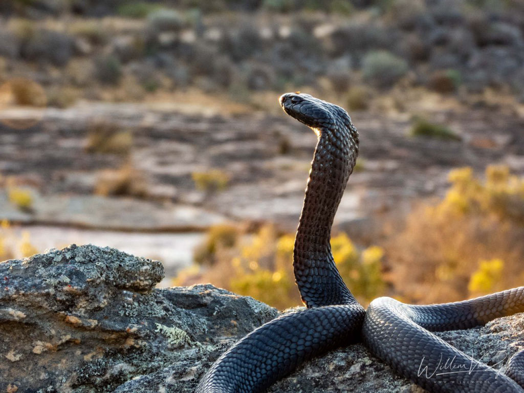 Black Spitting Cobra