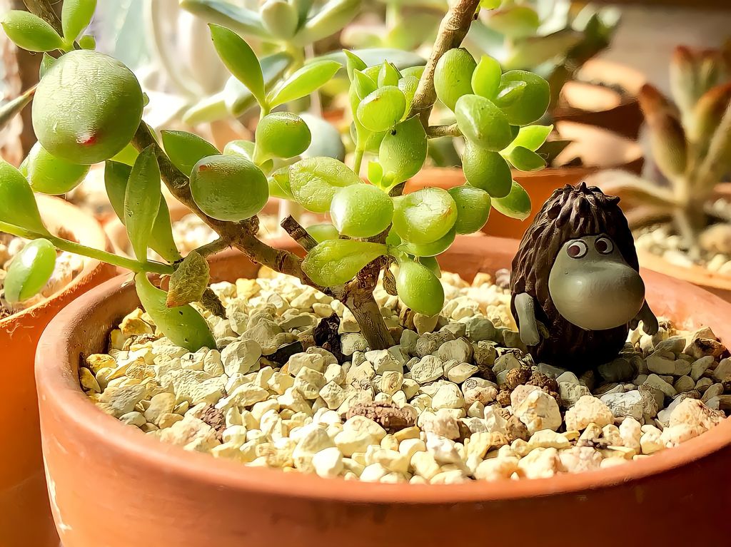 Miniature Gardens #01