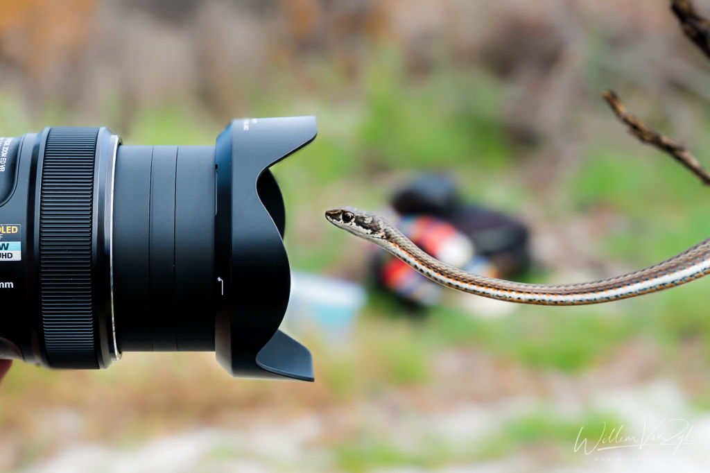 Photographing a Karoo Sand Snake