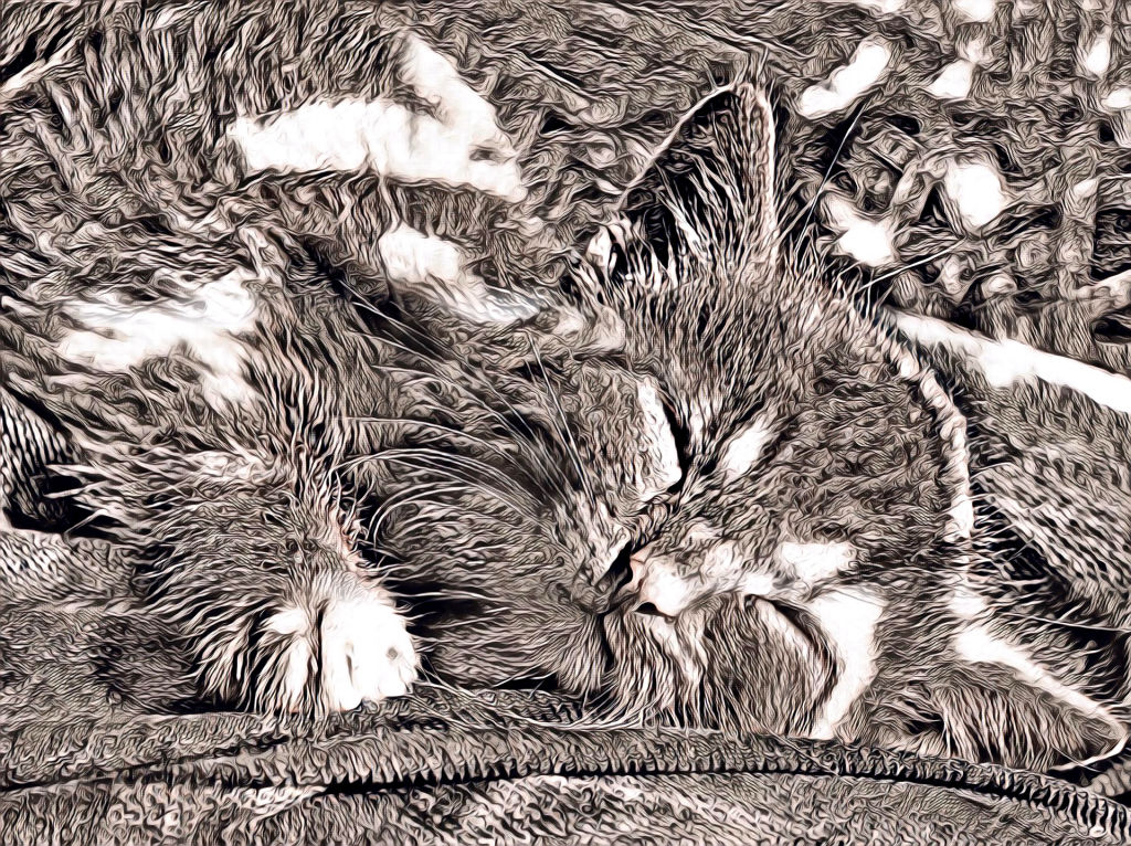 Premium Sleeping Kitten