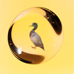 #27 CRYPTOSTONE – MALLARD DUCK