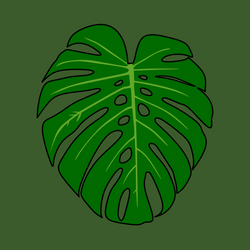MONSTERA #M1