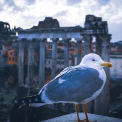 #10 La Citta Eterna - G U A R D I A N