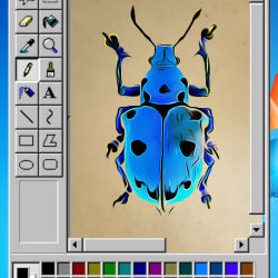 Erycydeus schoenherri