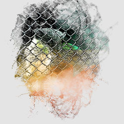 What animal is this?