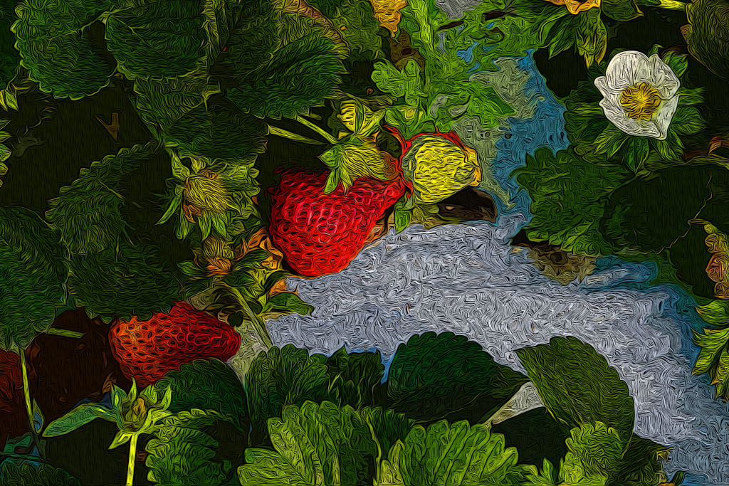 Strawberry Plants