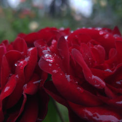 Rosy Raindrop