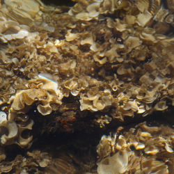 Underwater reef structure