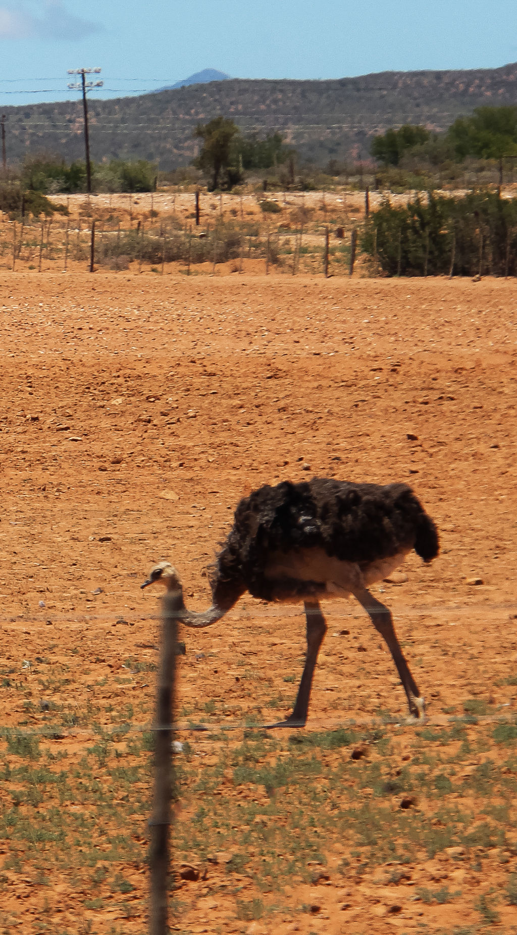 Ostrich on the move #3