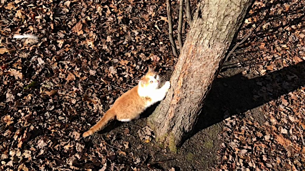 The Original Tree Hugger