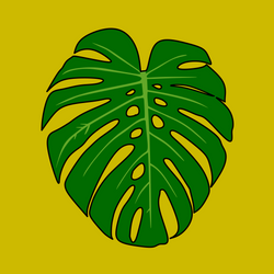 MONSTERA #M1