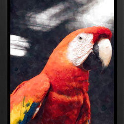 Parrot