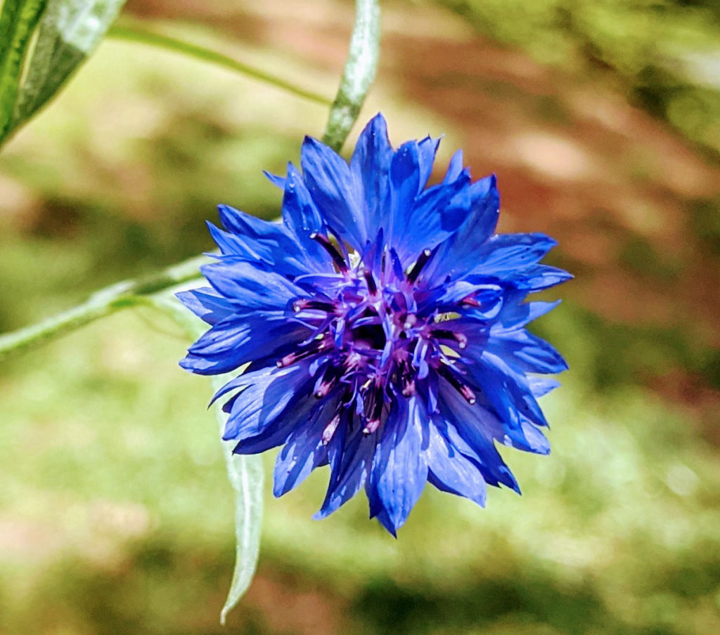 Blue Button Volume 1