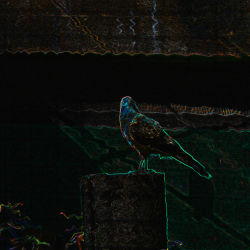 Black Bird of Madness