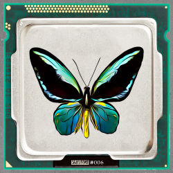 Ornithoptera aesacus