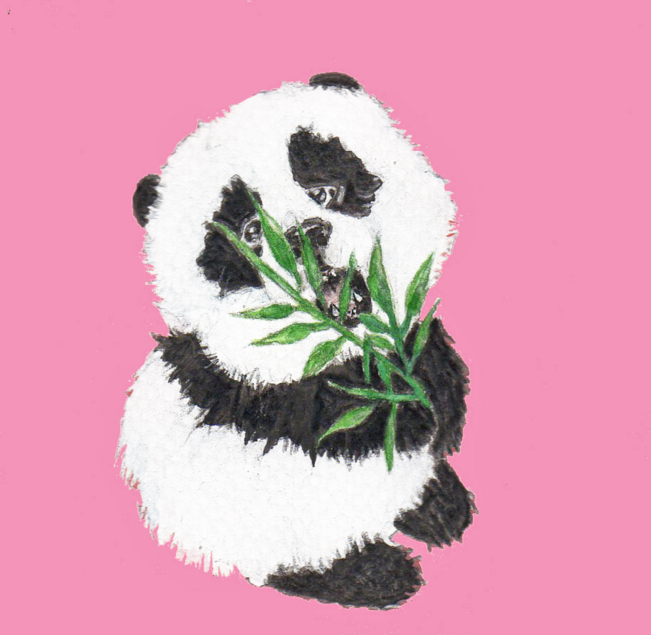 baby panda
