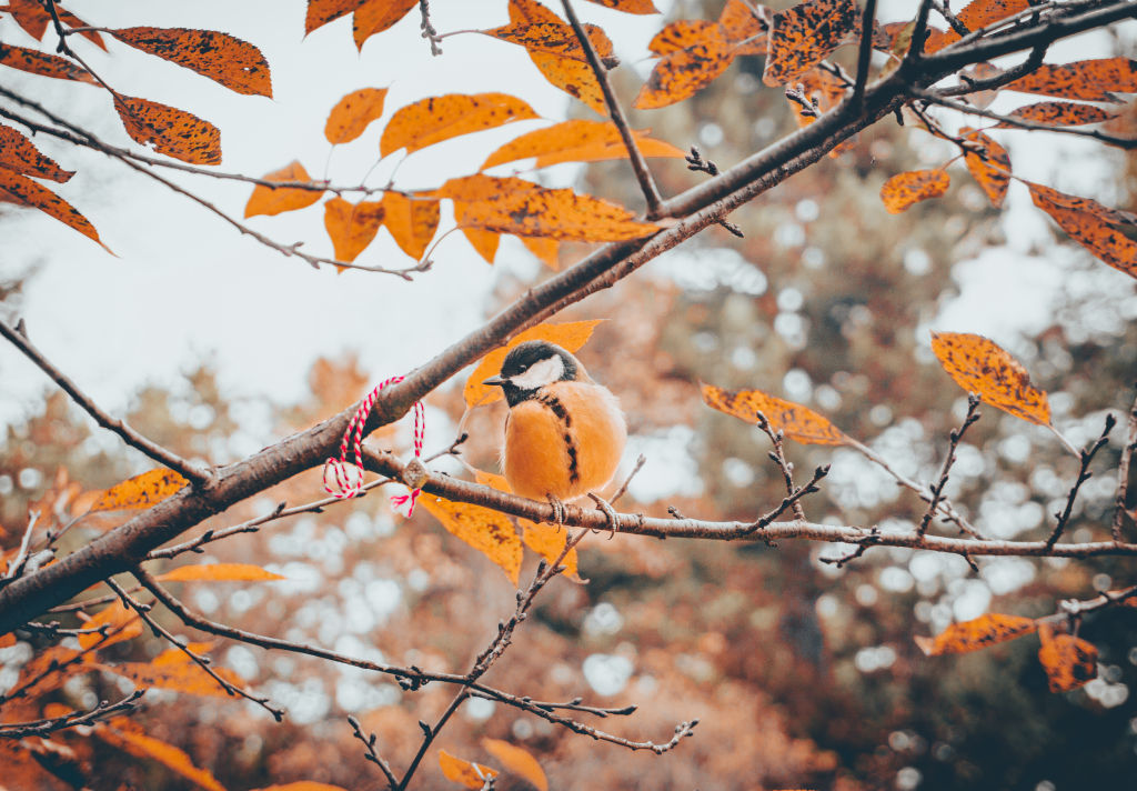 Autumn Birds #6