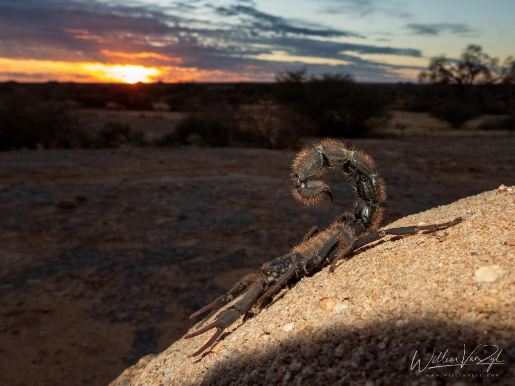 Hairy Thicktailed Scorpion (P. villosus)